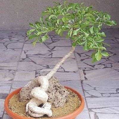 10 Cussonia paniculata Seeds - Mountain Cabbage Bonsai Seeds - Indigenous