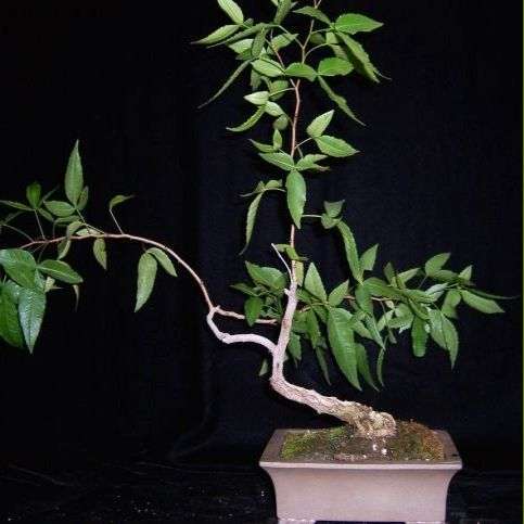 10 Searsia leptodictya, Mountain Karee Bonsai Tree Seeds