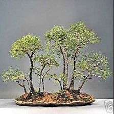 Swartapiesdoring or Black Monkey Thorn (Acacia burkei) Bonsai Tree Seeds - Indigenous