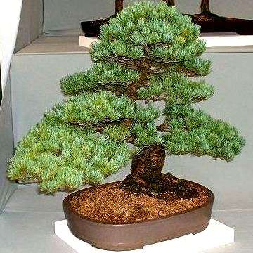 10 Japanese White Pine Bonsai Seeds - Pinus parviflora