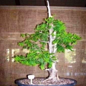 Mountain Cedar (Widdringtonia nodiflora) Bonsai Tree Seeds - Indigenous