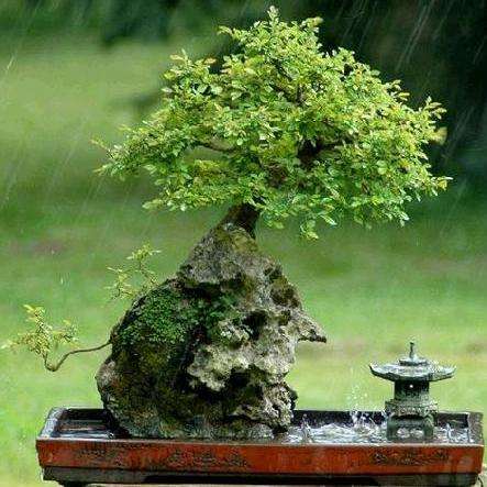 10 Chinese Elm, Lacebark Elm (Ulmus parvifolia) Bonsai Tree Seeds - Exotic Frost