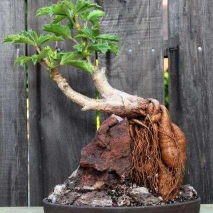 Cyphostemma quinatum Seeds - Succulent Caudiciform Succulent