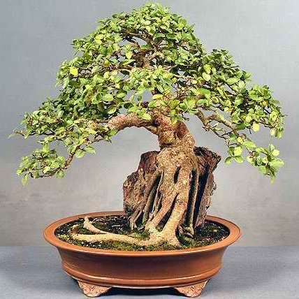 Ficus sycamorus Bonsai Tree Seeds - Indigenous