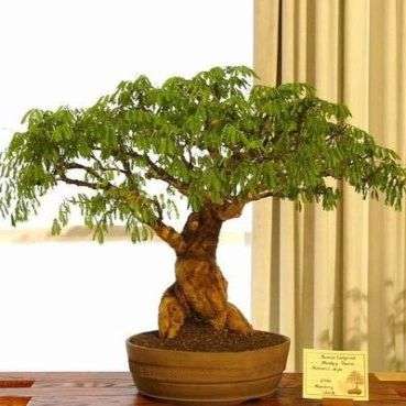 Acacia galpinii (Monkey Thorn) Bonsai Tree Seeds - Indigenous