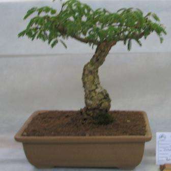 Acacia exuvialis (Flaky Thorn or Skilferdoring) Bonsai Seeds