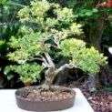 Acacia davyi Bonsai Tree Seeds (Cork Thorn) - Indigenous