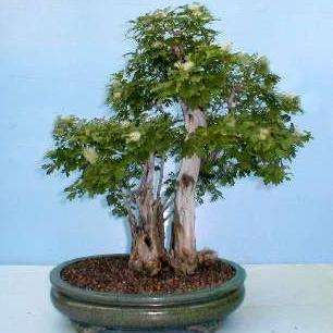 10 Acacia erioloba Bonsai Seeds - Kalahari Camel Thorn; Kameeldoring Tree Seeds - Hardy Indigenous