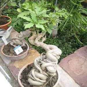Cussonia spicata Bonsai Tree Seeds - Indigenous