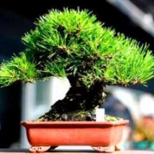 10 Pinus thunbergii or Japanese Black Pine Bonsai Tree Seeds