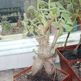 Ginger Bush Bonsai Tree Seeds - Tetradenia riparia - Indigenous