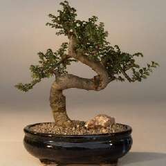 Acacia brevispica or Prickly Thorn Bonsai Tree Seeds - Indigenous