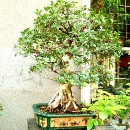 20 Ficus glumosa Bonsai Seeds - African Rock Fig - Tree Indigenous to South Africa