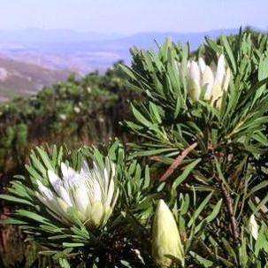 Protea repens white Seeds - Indigenous