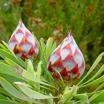 10 Leucadendron rubrum Seeds - Spinning Top Conebush - Protea Family - Indigenous