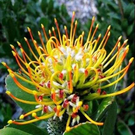 10 Leucospermum praecox Seeds ~ Mossel Bay Pincushion - Protea Family - Indigenous - Cut Flower