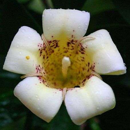 Rothmannia capensis Tree Seeds ~ Wild Gardenia, Common Rothmannia, Wildekatjiepiering - Indigenous
