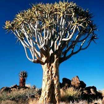 Aloe dichotoma - Kokerboom or Quiver Tree Seeds - Indigenous Succulents