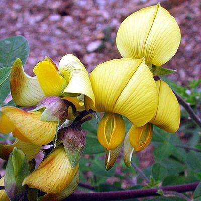 Crotalaria capensis Tree Seeds ~ Cape rattle-pod, Cape laburnum Indigenous Shrub Seeds
