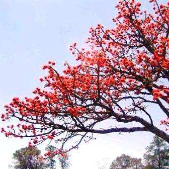 Erythrina latissima Tree Seeds ~ Broad-leaved Coral Tree - Indigenous