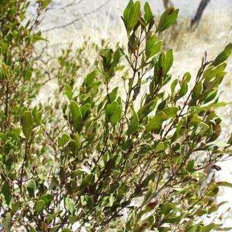 10 Euclea divinorum Tree Seeds - Magic gwarri - Indigenous