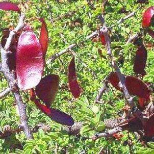 Black Thorn - Swaarthaak (Acacia mellifera) Tree Seeds - Indigenous