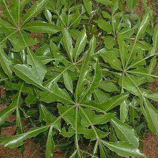 Cussonia natalensis Seeds ~ Rock Cabbage Tree Seeds
