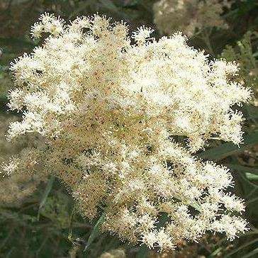 Buddleja saligna Tree Seeds - False Olive, Witolien - Indigenous