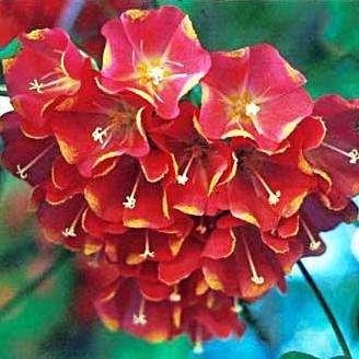 Dombeya cacuminum Tree Seeds - Strawberry Snowball