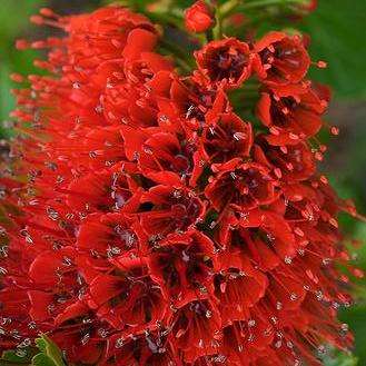 10 Greyia sutherlandii, Natal Bottlebrush Tree Seeds - Indigenous