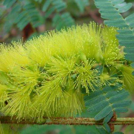 5 Albizia brevifolia, Mountain Albizia or Rock Albizia Tree Seeds