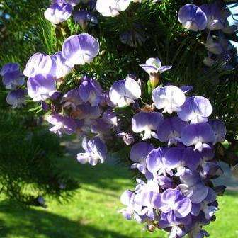 Psoralea pinnata Tree Seeds ~ Fountain bush, Fonteinbos - Indigenous