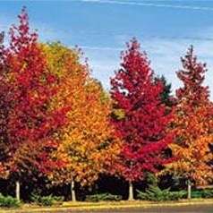 10 Liquidambar styraciflua Tree Seeds ~ American Sweetgum, Redgum