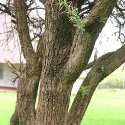 10 Acacia rehmanniana (Silky Thorn - Sydoring) Tree Seeds - Indigenous