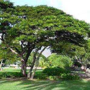 10 Monkeypod or Rain Tree Seeds, Samanea saman Seeds