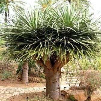 10 Dragon's Blood Tree Seeds - Dracaena draco - Evergreen