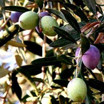 European Olive (Olea europaea ssp. africana) Indigenous Tree Seeds