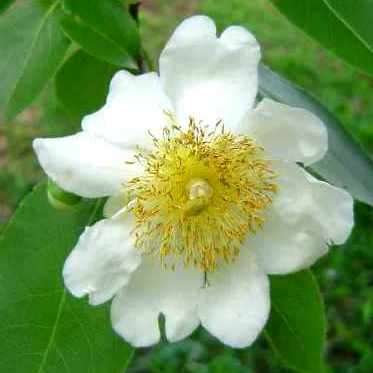 10 Snuff-box Tree Seeds ~ Oncoba spinosa Seeds - Indigenous Fruit