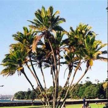 10 Wild Date Palm Tree Seeds ~ Phoenix reclinata - Indigenous Fruit