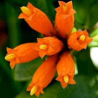 Burchellia bubalina Tree Seeds -Wild pomegranate, Wildegranaat - Indigenous