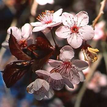 5 Prunus africana Tree Seeds - Indigenous - Red Stinkwood, Rooistinkhout