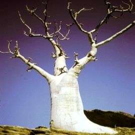 10 Moringa ovalifolia Seeds ~ Phantom Tree, Ghost tree, Sprokiesboom - Indigenous