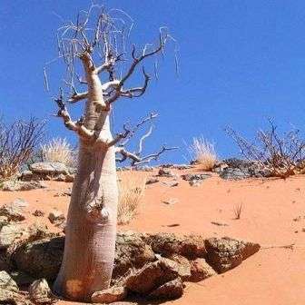 Moringa ovalifolia Tree Seeds ~ Phantom Tree, Ghost tree, Sprokiesboom - Indigenous