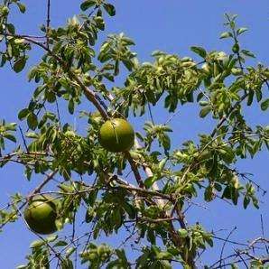 10 Strychnos spinosa Tree Seeds ~ Spiny Monkey Orange, Green Monkey Orange - Indigenous Fruit