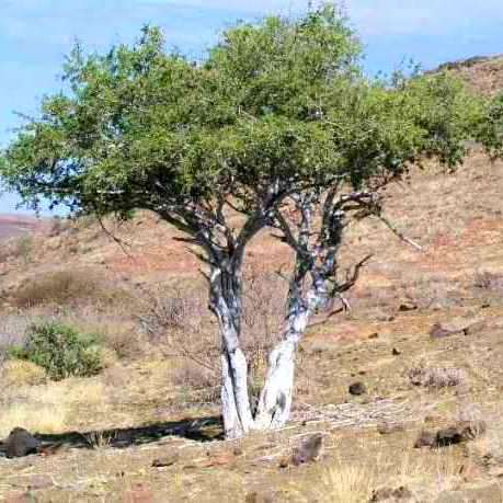 10 Boscia albitrunca Tree Seeds - Witgatboom, Matoppie, or Shepherd's Tree - Indigenous Evergreen