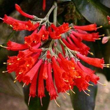 Natal Flame Bush (Alberta magna) Tree Seeds - Indigenous South African Tree Seeds + FREE SEEDS