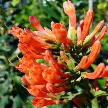 Natal Flame Bush (Alberta magna) Tree Seeds - Indigenous South African Tree Seeds + FREE SEEDS