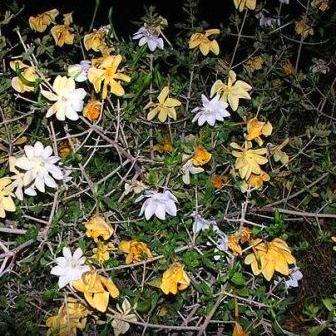 10 Gardenia volkensii Seeds ~ Indigenous Bushveld Gardenia - Flowering Tree