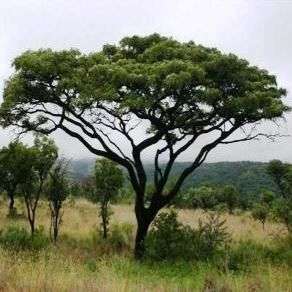 10 Burkea africana Tree Seeds ~ Wild Seringa - Indigenous