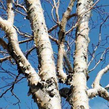 Japanese White Birch (Betula platyphylla japonica) Tree Seeds - Exotic Frost Hardy